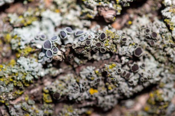 Macro abstract art background of moss and lichen textures on the bark of a cherry tree, with copy space.