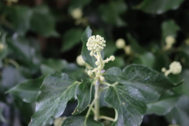 Climber green Ivy plant in bloom with blossom