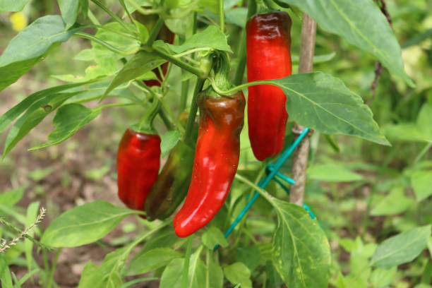 istock Red long peppers growing on plant 1276562739