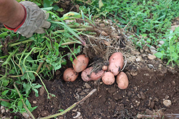 istock Freshly dug pink-skinned Desiree potatoes 1276562806