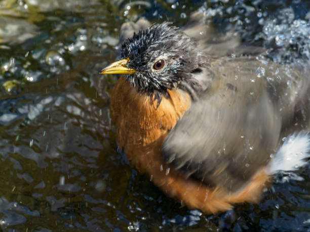 amerikaanse robin bird bad oregon september day - bird water bath garden stockfoto's en -beelden