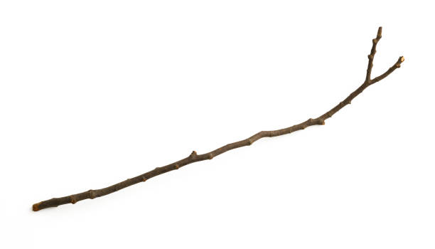 Isolated shot of dry tree branch on white background. Dry tree branch isolated on white with clipping path. twig stick wood branch stock pictures, royalty-free photos & images