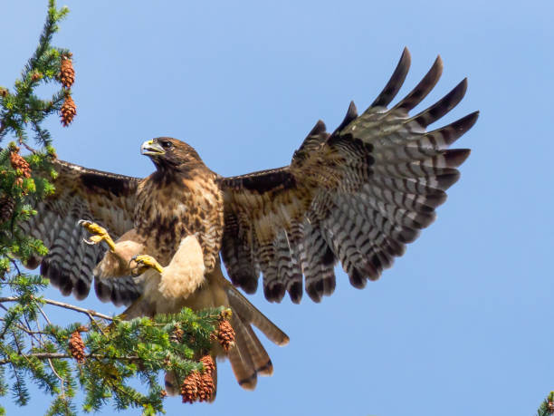 Red-tailed Hawk ( Buteo jamaicensis ) flying. Has wing spread open and ready to land on a treetop. In Oregon. Common in north america.