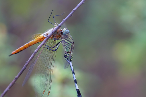A dragonfly hunts another dragon fly and eats it on a twisted grass twig