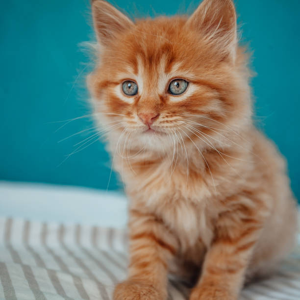 istock Baby Cat. Ginger Kitten Playing At Home 1276565970