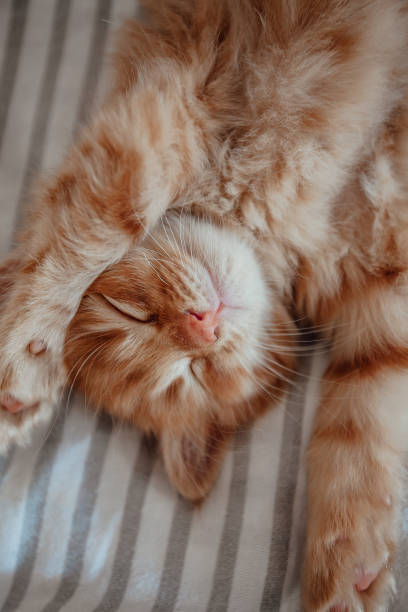istock Cute little red kitten sleeps on white blanket 1276565971