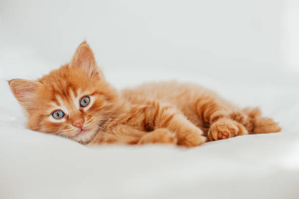 istock Cute little red kitten sleeps on white blanket 1276565972
