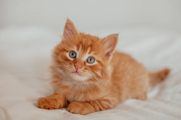 istock Cute little red kitten sleeps on white blanket 1276565973