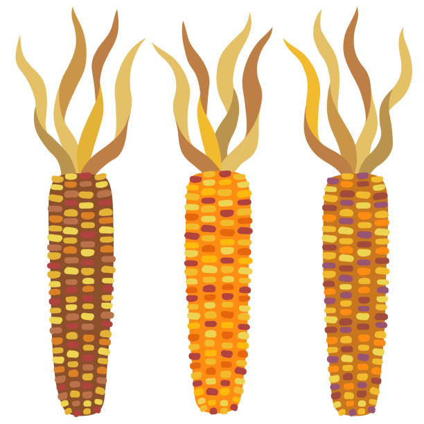 ilustrações, clipart, desenhos animados e ícones de conjunto de ilustração de milho de pedra - indian corn
