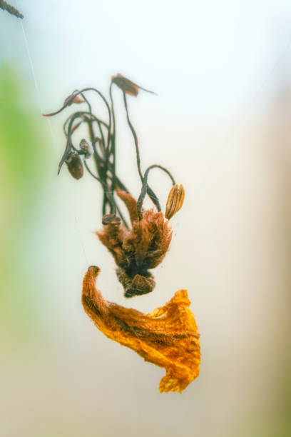 Dry flowers on a spider web Dried flowers hanging from a spider web spring bud selective focus outdoors stock pictures, royalty-free photos & images