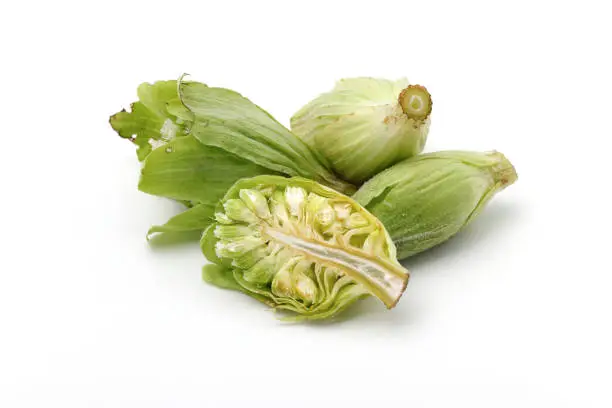 Texture and composition of butterbur sprout