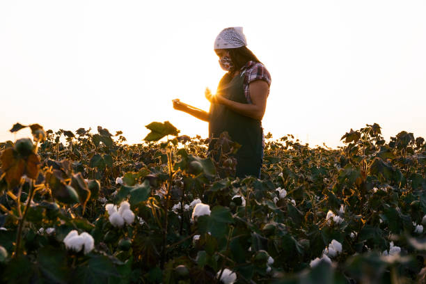 Cotton picking season. Young farmer woman wearing protective face mask while working during COVID-19 pandemic. Evaluating crop before harvest in the blooming cotton field, under a golden sunset light. Quality control of the cotton plant crop. A confident agronomist specialist analyzing the quality of the plants. Harvest season in coronavirus. Abundance cotton cotton ball fiber white stock pictures, royalty-free photos & images