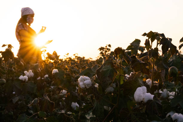 istock Cotton picking season. Young farmer woman wearing protective face mask while working during COVID-19 pandemic. Evaluating crop before harvest in the blooming cotton field, under a golden sunset light. 1276567614