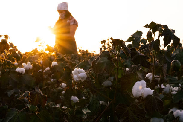 istock Cotton picking season. Young farmer woman wearing protective face mask while working during COVID-19 pandemic. Evaluating crop before harvest in the blooming cotton field, under a golden sunset light. 1276567615