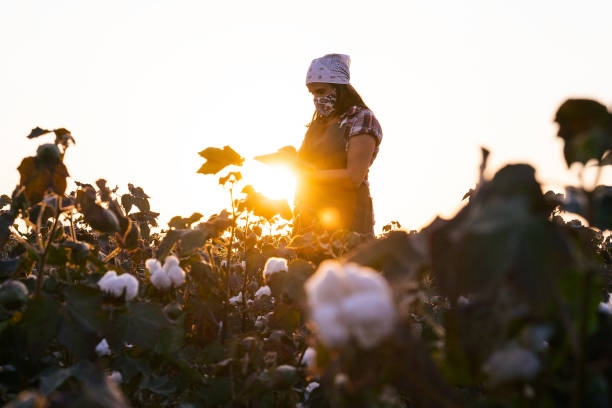istock Cotton picking season. Young farmer woman wearing protective face mask while working during COVID-19 pandemic. Evaluating crop before harvest in the blooming cotton field, under a golden sunset light. 1276567618