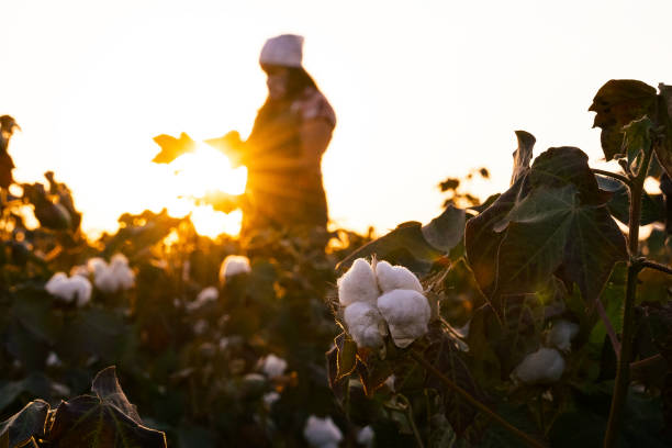 istock Cotton picking season. Young farmer woman wearing protective face mask while working during COVID-19 pandemic. Evaluating crop before harvest in the blooming cotton field, under a golden sunset light. 1276567619