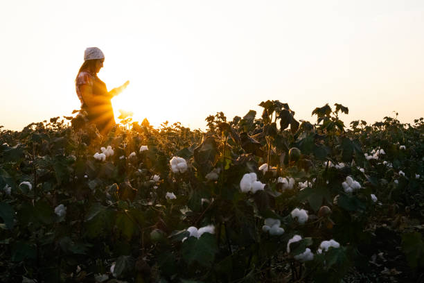 istock Cotton picking season. Young farmer woman wearing protective face mask while working during COVID-19 pandemic. Evaluating crop before harvest in the blooming cotton field, under a golden sunset light. 1276567621