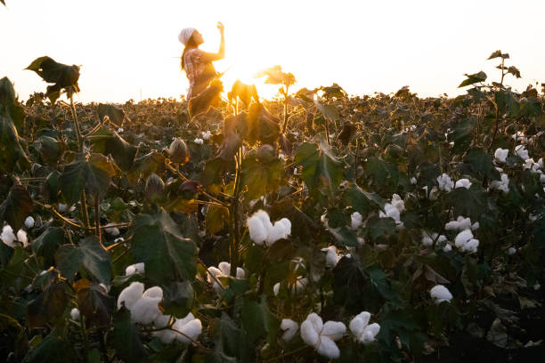 istock Cotton picking season. Young farmer woman wearing protective face mask while working during COVID-19 pandemic. Evaluating crop before harvest in the blooming cotton field, under a golden sunset light. 1276567623
