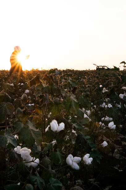 istock Cotton picking season. Young farmer woman wearing protective face mask while working during COVID-19 pandemic. Evaluating crop before harvest in the blooming cotton field, under a golden sunset light. 1276567627