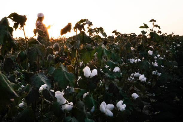 istock Cotton picking season. Young farmer woman wearing protective face mask while working during COVID-19 pandemic. Evaluating crop before harvest in the blooming cotton field, under a golden sunset light. 1276567630