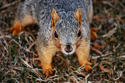 Fox squirrel on the ground in Denver