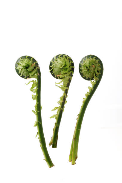 Japanese Mountain herbs, Ostrich fern Texture and composition of Japanese mountain herbs shuttlecock fern stock pictures, royalty-free photos & images