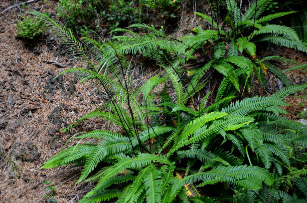 blechnum, spicant, shiny, green, leaf, evergreen, fern, acid, soil, shade, garden, park, moist, forest, czech, nature, plant, agriculture, fresh, tree, leaves, plants, grass, field, food, vegetable, farm, summer, natural, pine, flora, growth, spring, carrot, grow sus hojas son de color verde intenso, en su mayoría brillantes y crecen en abanicos verticales de 30-50 cm de largo. odia la luz solar directa y lo hará mejor en sombra parcial o incluso sombra profunda. necesita suelo ligero, húmedo y ácido. también