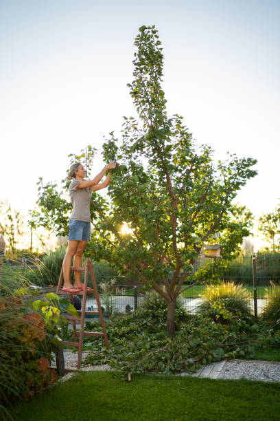 istock woman trimming tree in her garden at sunset 1276568620