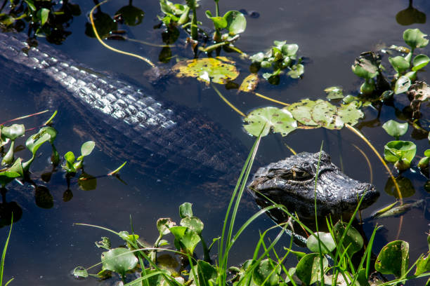 istock Caiman Yacare in the wetlands 1276568752