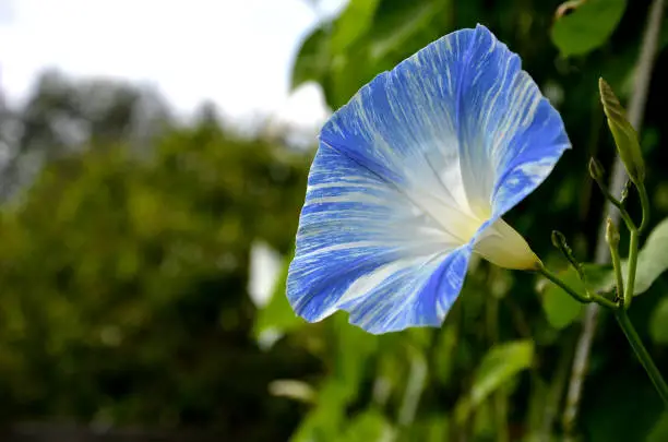 tricolor, convolvulus, morning, glory, blue, white, hanging, climbing, annual, plant, climber, villas, bell, shape, flower, blossom, yellow, center, support, trellis, pergola, post, pole, poles, rope, brindle, stripe, stripes, striped, funnel, fragile, garden, park, seed, seeds, high, large, nature, pansy, green, spring, purple, violet, flora