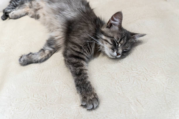 istock cat photo, nice background or cover for notebooks 1276569843