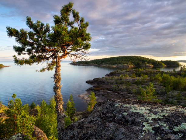 ilha na costa do lago ladoga. paisagem de verão. natureza selvagem - skerries - fotografias e filmes do acervo