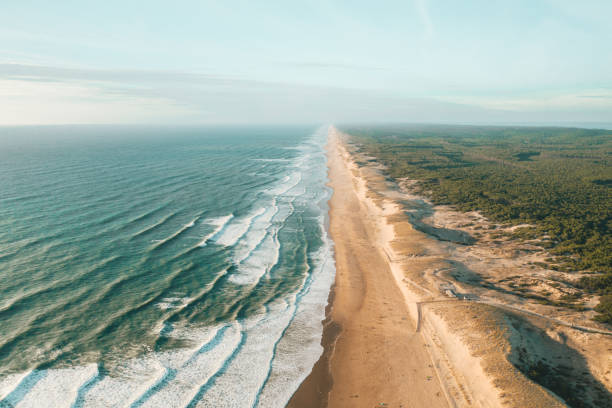 Beautiful Empty Beach in Afternoon light going endless into the distance with Green Woods and Blue Ocean, Aerial view from above