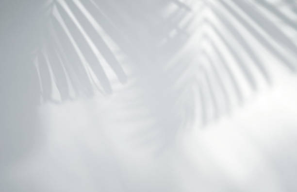 istock Realistic and organic tropical leaves natural shadow overlay effect on white texture background, for overlay on product presentation, backdrop and mockup 1276571745