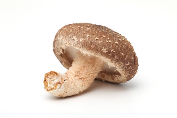 白い背景に椎茸 - edible mushroom shiitake mushroom fungus chinese cuisine ストックフォトと画像