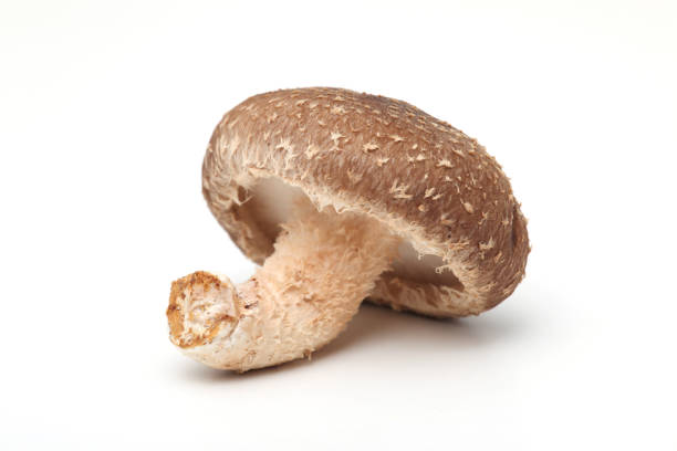 shiitake mushrooms on a white background - edible mushroom shiitake mushroom fungus chinese cuisine imagens e fotografias de stock