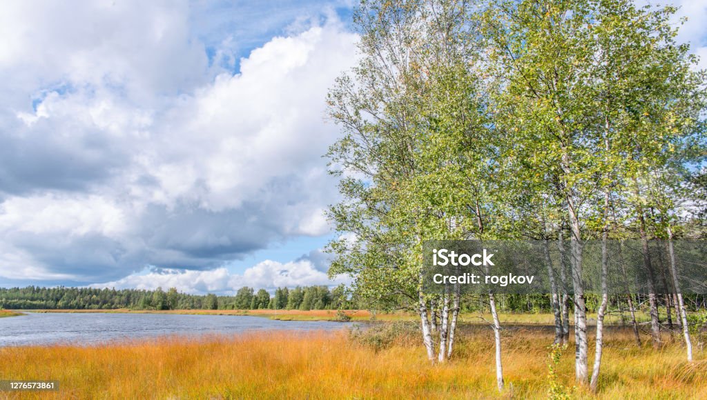 Birches on the river Bank Birch Tree Stock Photo