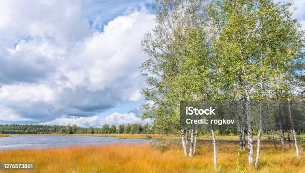Birches On The River Bank Stock Photo - Download Image Now - Birch Tree, Russia, River