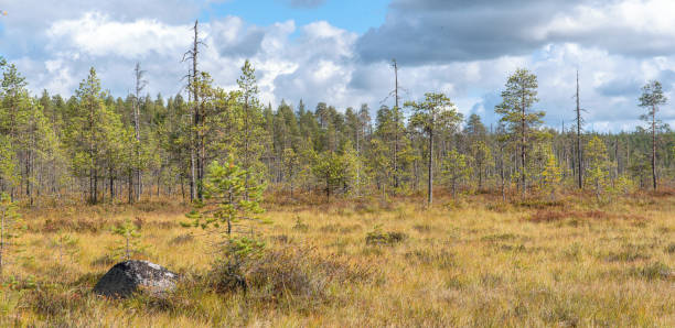 istock Swamp in the forest. 1276575080