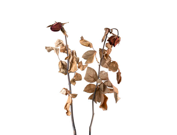 istock dry roses isolated on white background 1276577975