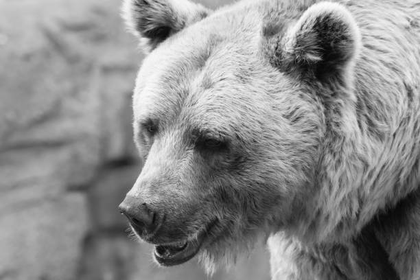 South American endangered species struggling with humanity encroaching on there habitat.