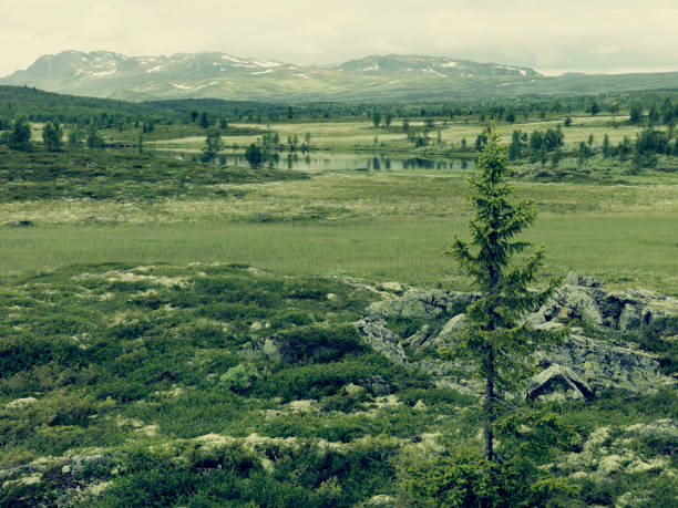 istock Landscape shot or view of nature 1276578951