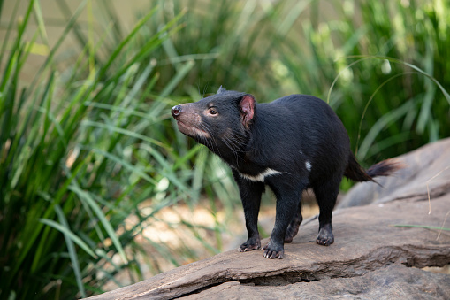 The Tasmanian devil is a carnivorous marsupial of the family Dasyuridae. It was once native to mainland Australia and is now found in the wild only on the island state of Tasmania.