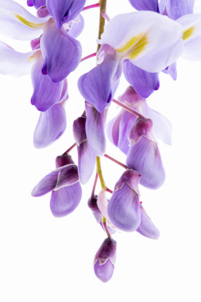 istock Close-up wisteria flower head isolated on white 1276580775