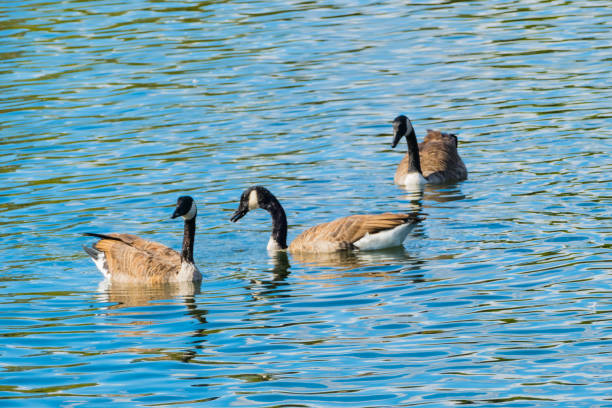istock Canada Geese swimming on Lake 1276581557