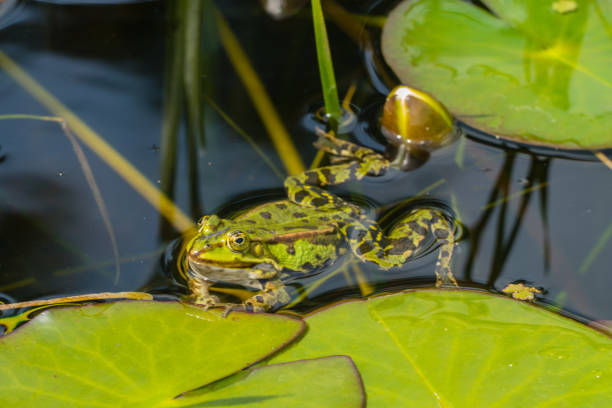 istock Frog swimming in Pond 1276581695