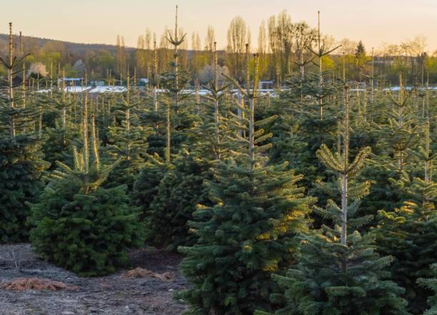 Many Fir Trees on Farmland