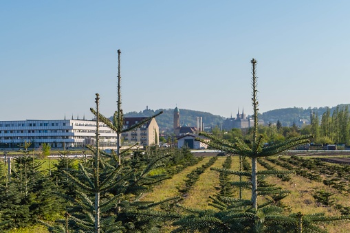 Fir Trees in Front of Cityscape Bamberg Germany
