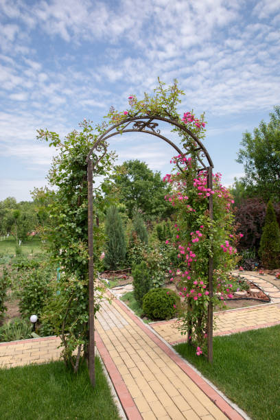 istock green rose arch in the garden 1276581992