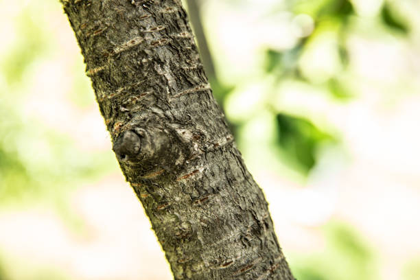 istock Wooden texture. tree bark. wood. summer. 1276582984